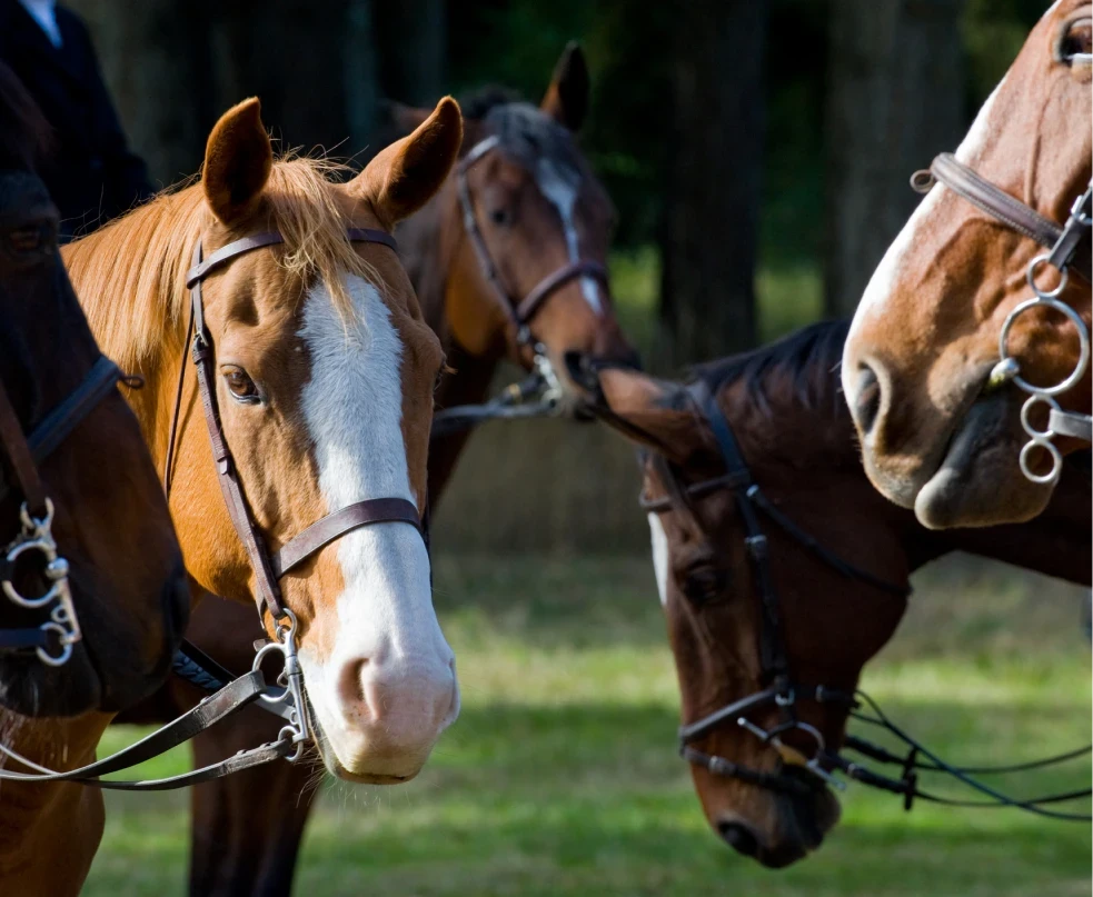 Excelência Equina: Seleção e Consultoria<br /><strong>Personalizada da CDN Sport Horses</strong>