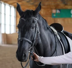 Treinamento de Cavalos